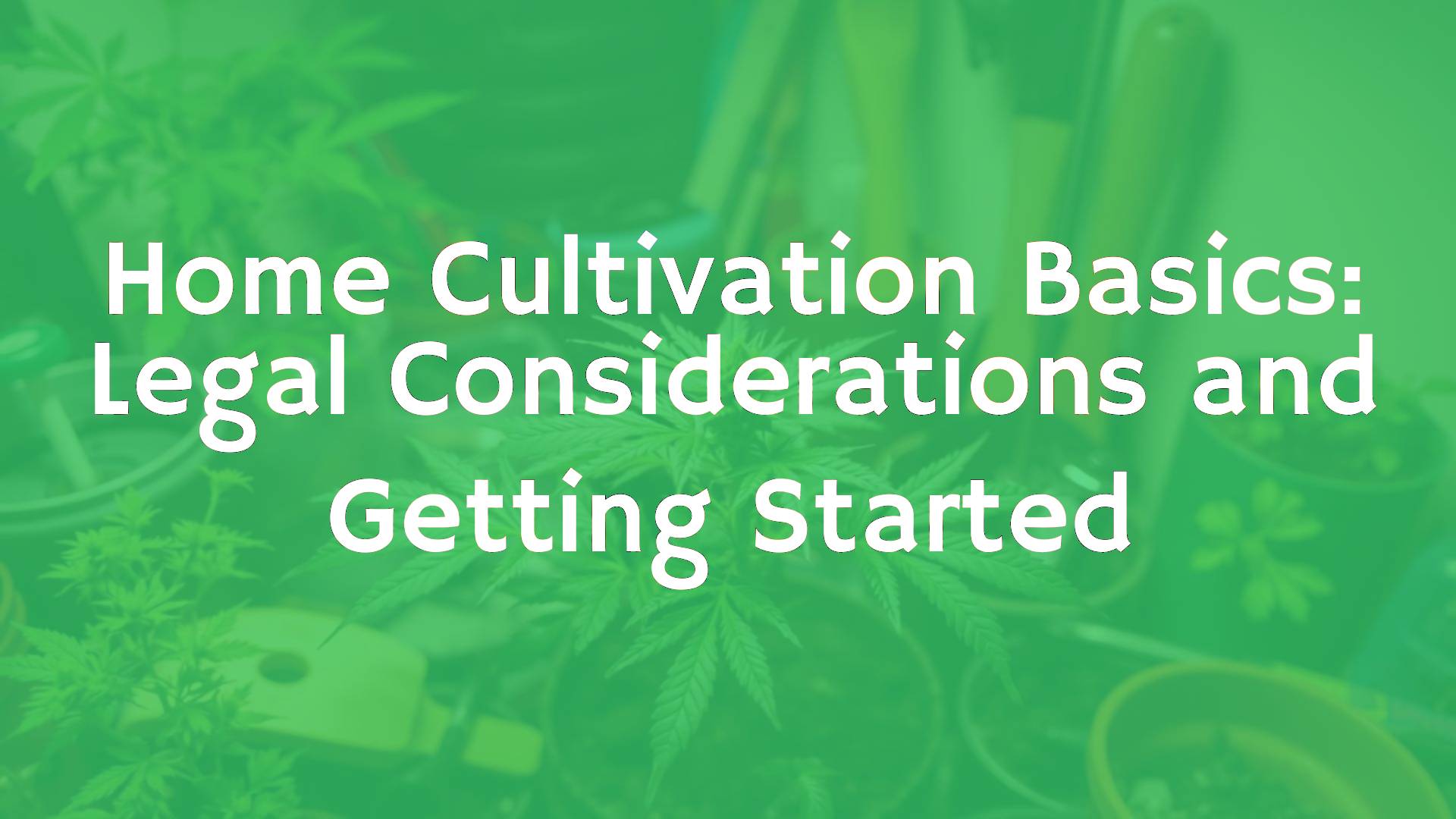 A small indoor cannabis plant growing in a legal home setup, surrounded by gardening tools and legal documents, warm lighting, realistic.
