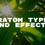 Close-up of fresh kratom leaves on a tropical tree, sunlight filtering through, vibrant green colors, realistic and natural.