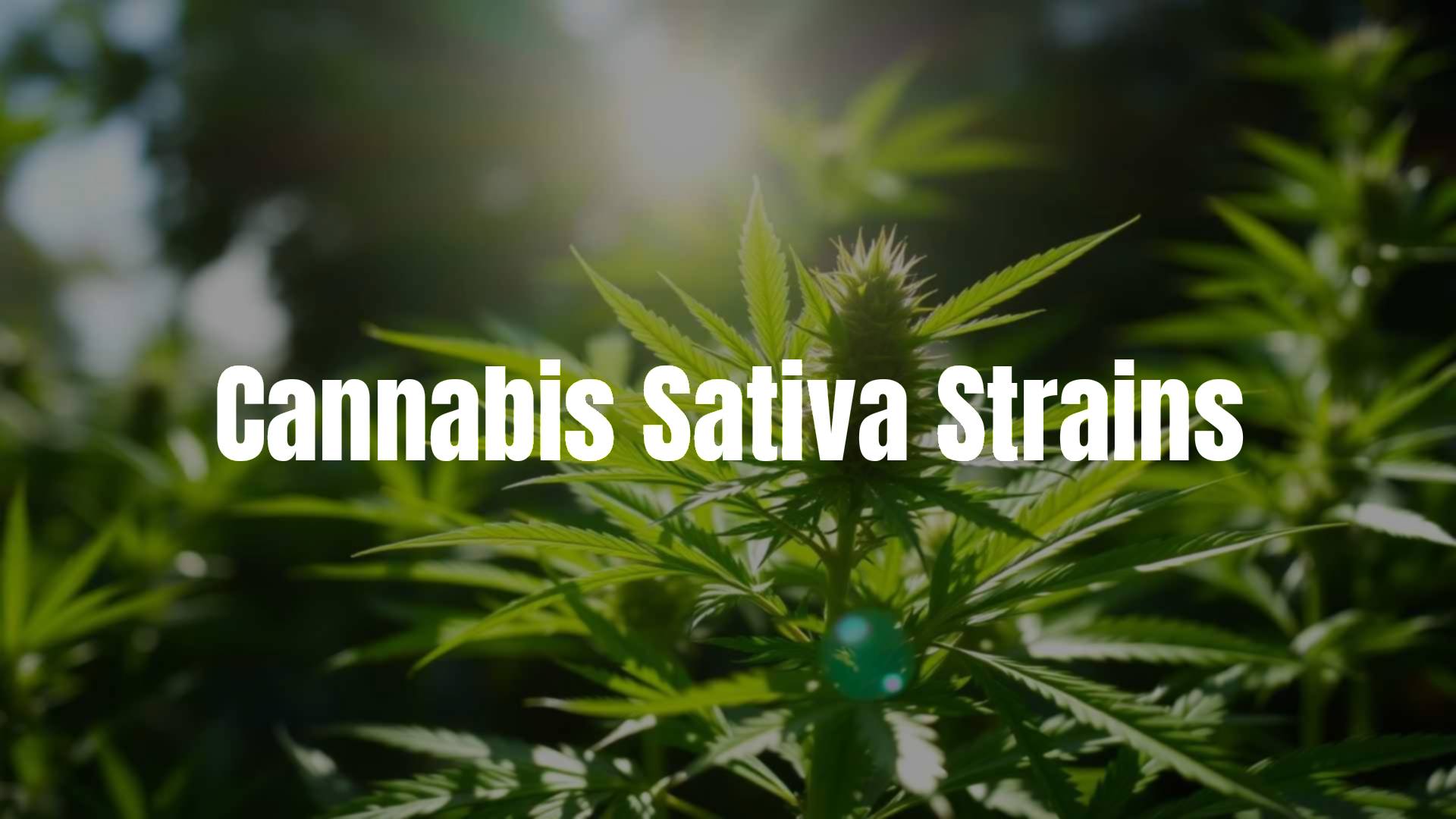 Fresh cannabis sativa plant with bright green leaves, sunlight streaming through, uplifting and energetic vibe, realistic.