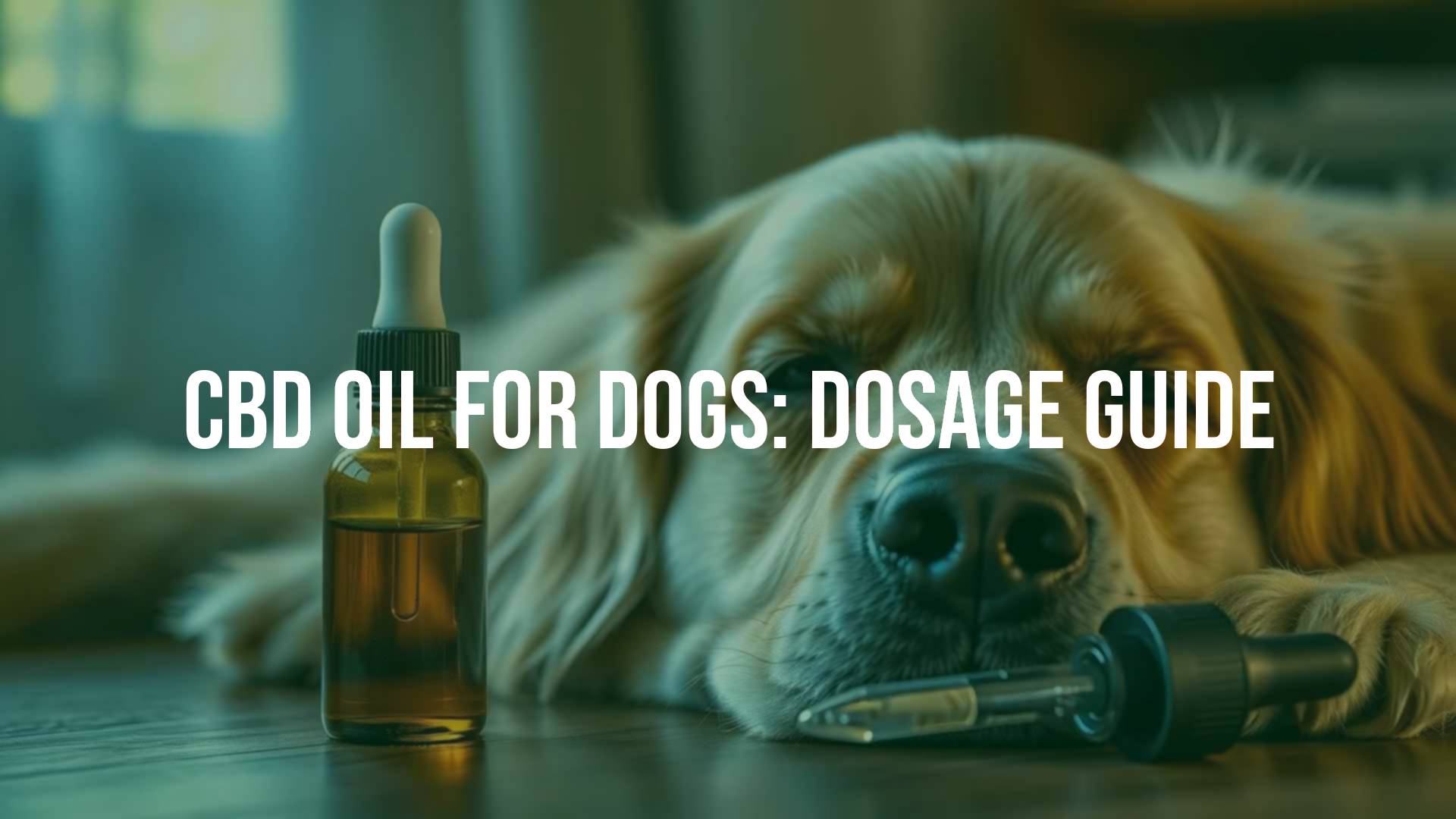 A calm golden retriever lying down with a dropper of CBD oil nearby, soft natural lighting, cozy and reassuring atmosphere, realistic.