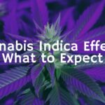 A relaxing cannabis indica plant with wide leaves and resinous buds, glowing under warm purple light, naturalistic style.