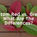Fresh kratom leaves on a wooden table, showcasing red and green vein varieties side by side, natural lighting, realistic style.
