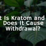 Close-up of kratom leaves on a tropical tree, Southeast Asian jungle backdrop, moody lighting, realistic.