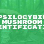 Close-up of psilocybin mushrooms in a forest setting, detailed veins and caps, earthy tones, natural lighting, realistic.