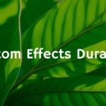 A close-up of fresh kratom leaves (Mitragyna speciosa) with sunlight filtering through, showcasing their vibrant green color and texture, natural and realistic style.